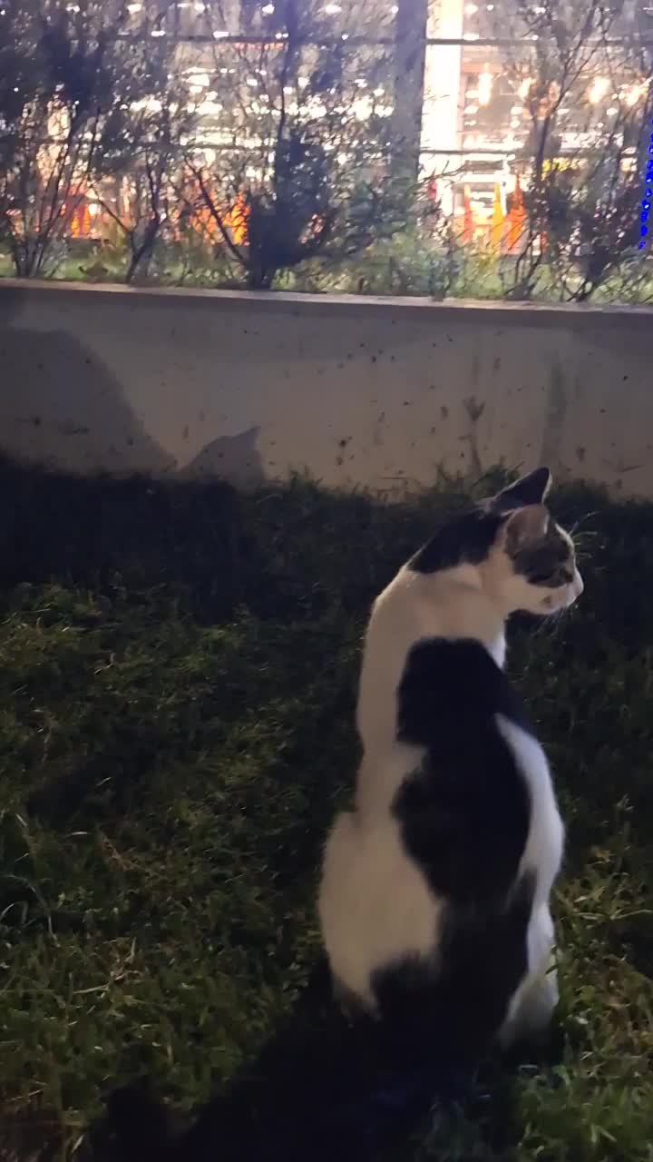 Türkiye elçisi kediler❤️