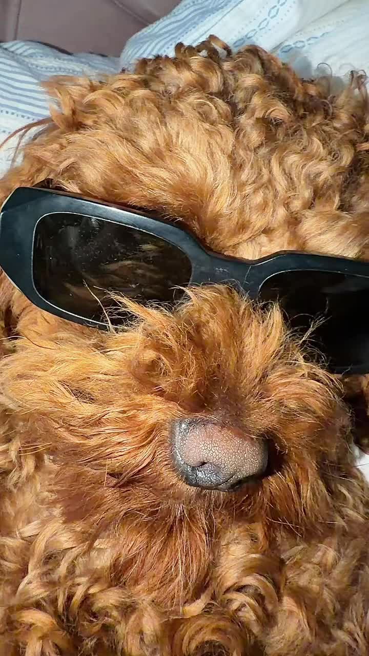 iki kuzu kulağı 🤙🏻