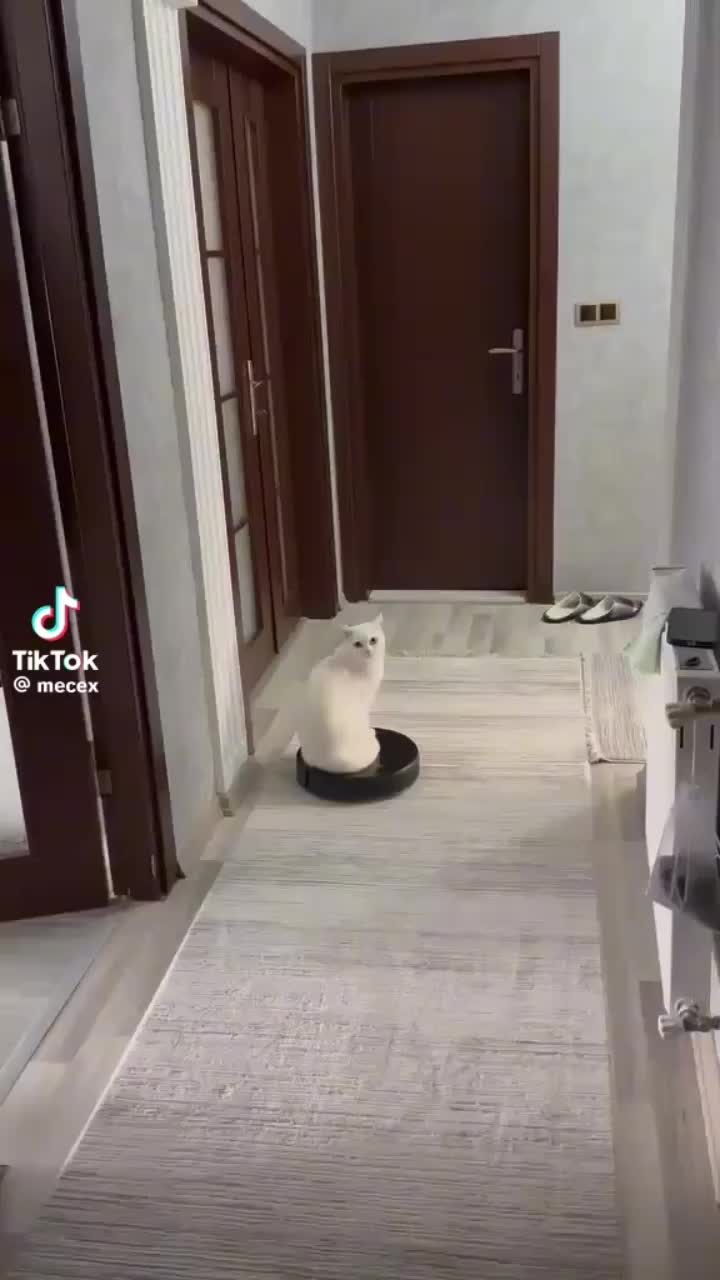 bozuk kedi
