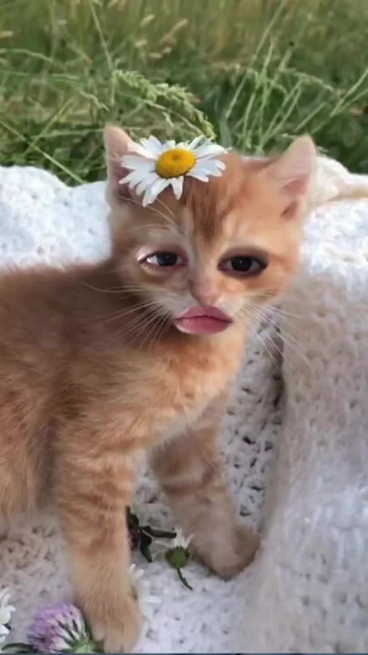 belki ustlerine alınırlar